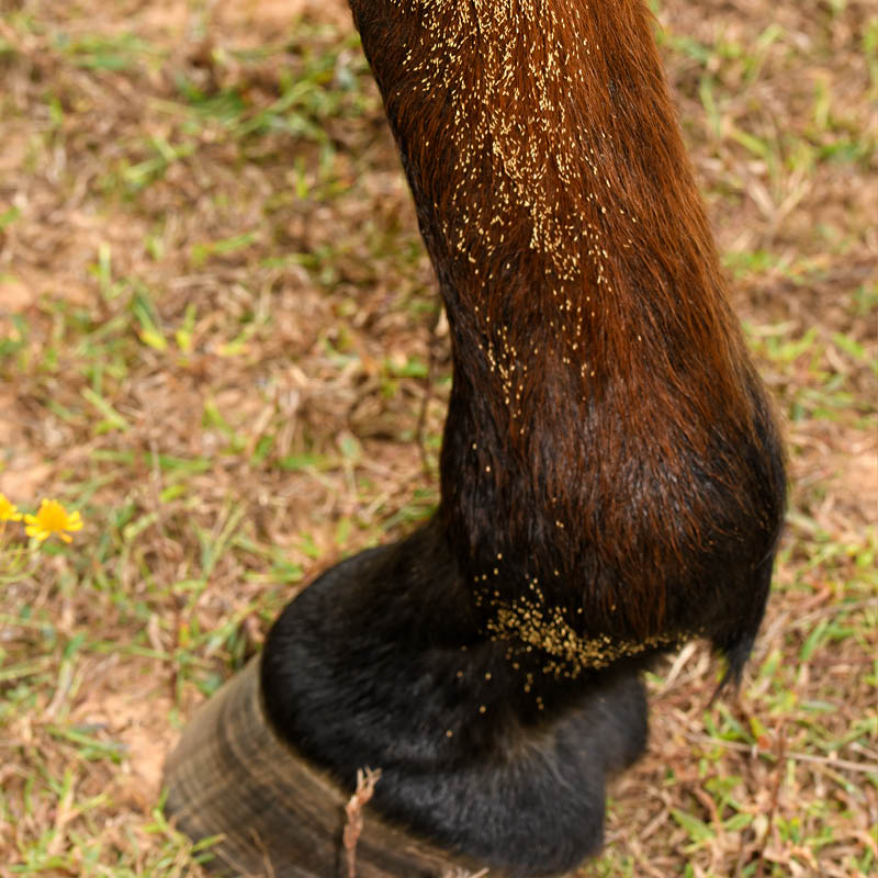 Parasite Control
