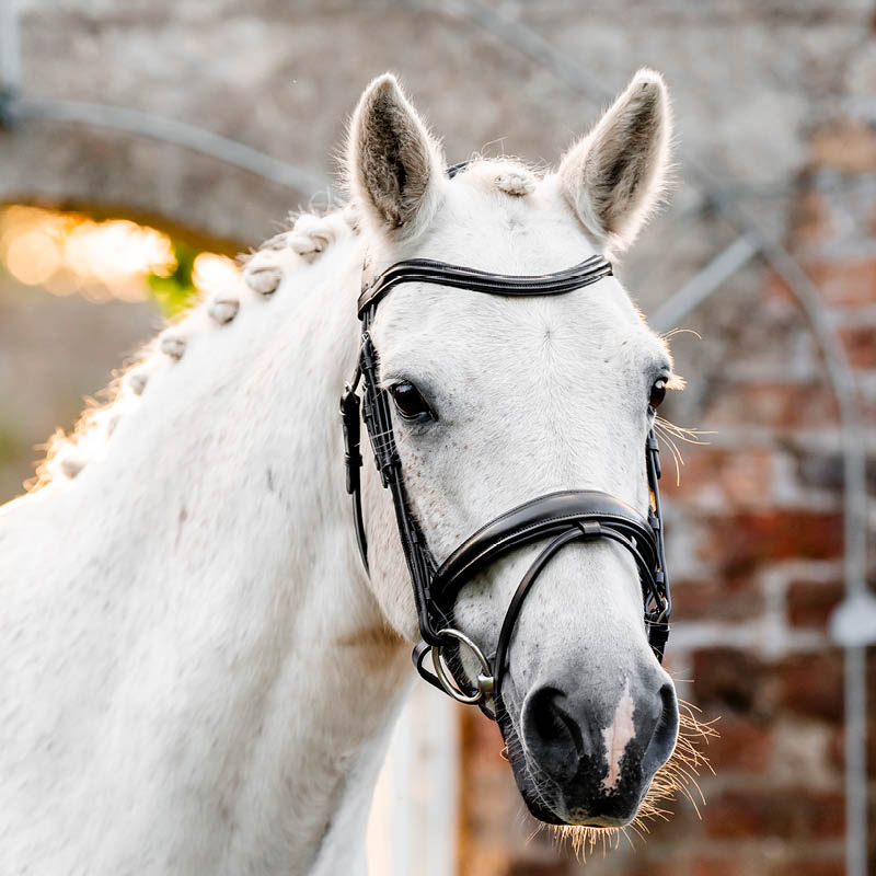 Pony Tack & Equipment