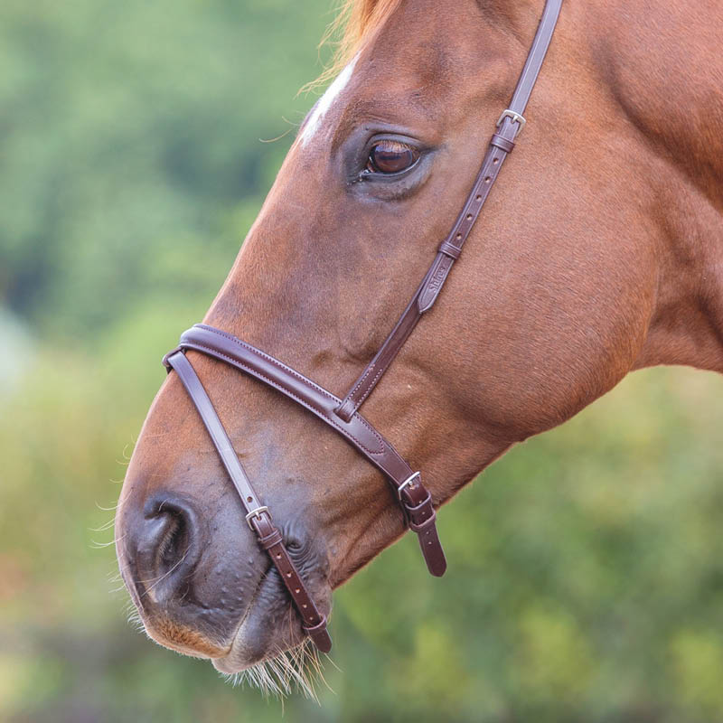 Nosebands & Flashes