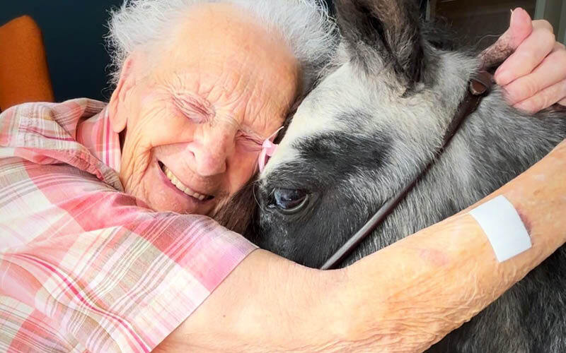 Support The Dinky Ponies