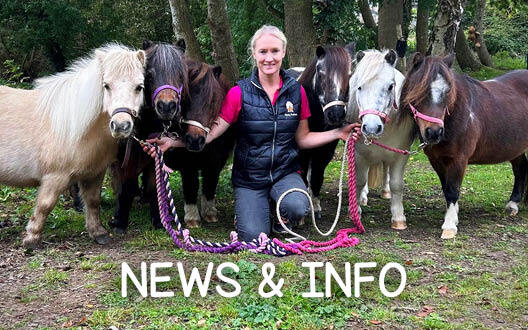 Dinky Ponies News & Info