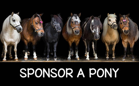 Sponsor a Dinky Pony