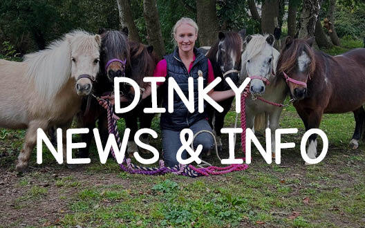 Dinky Ponies News & Info