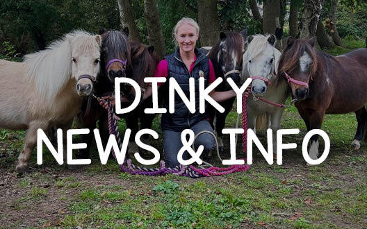 Dinky Ponies News & Info