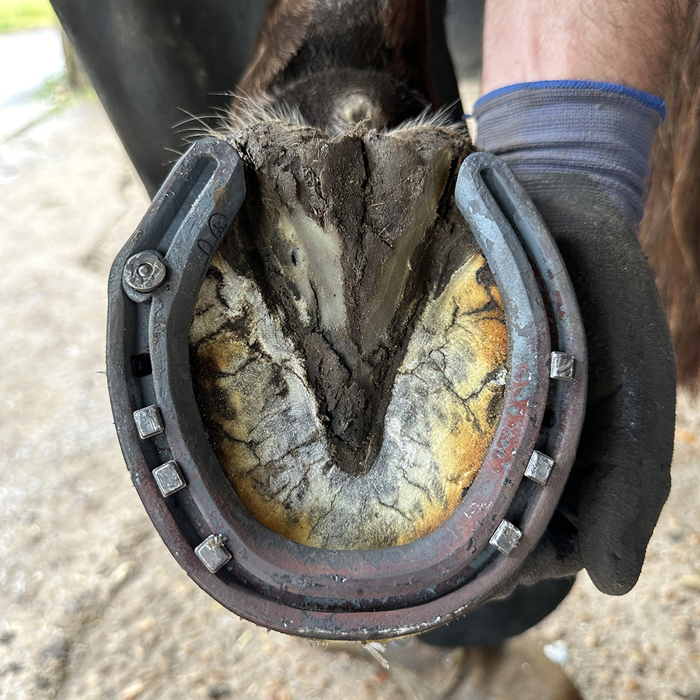 A Healthy Horse Hoof that is Shod by Professional Farrier Sam Dracott