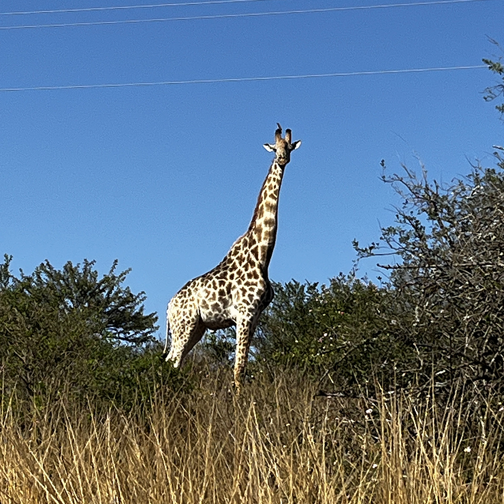 A wild giraffe seen whilst on safari on horseback
