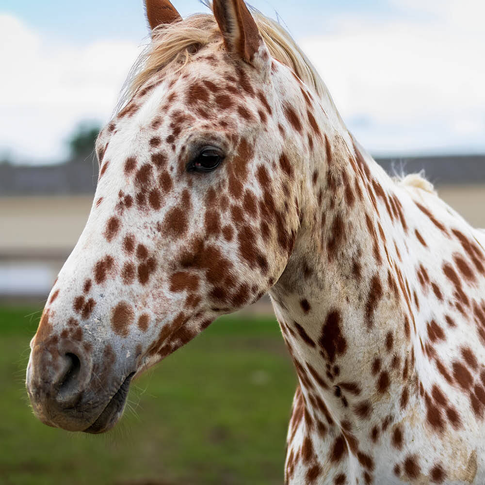 Appaloosa spotted horse Appaloosa spotted horse