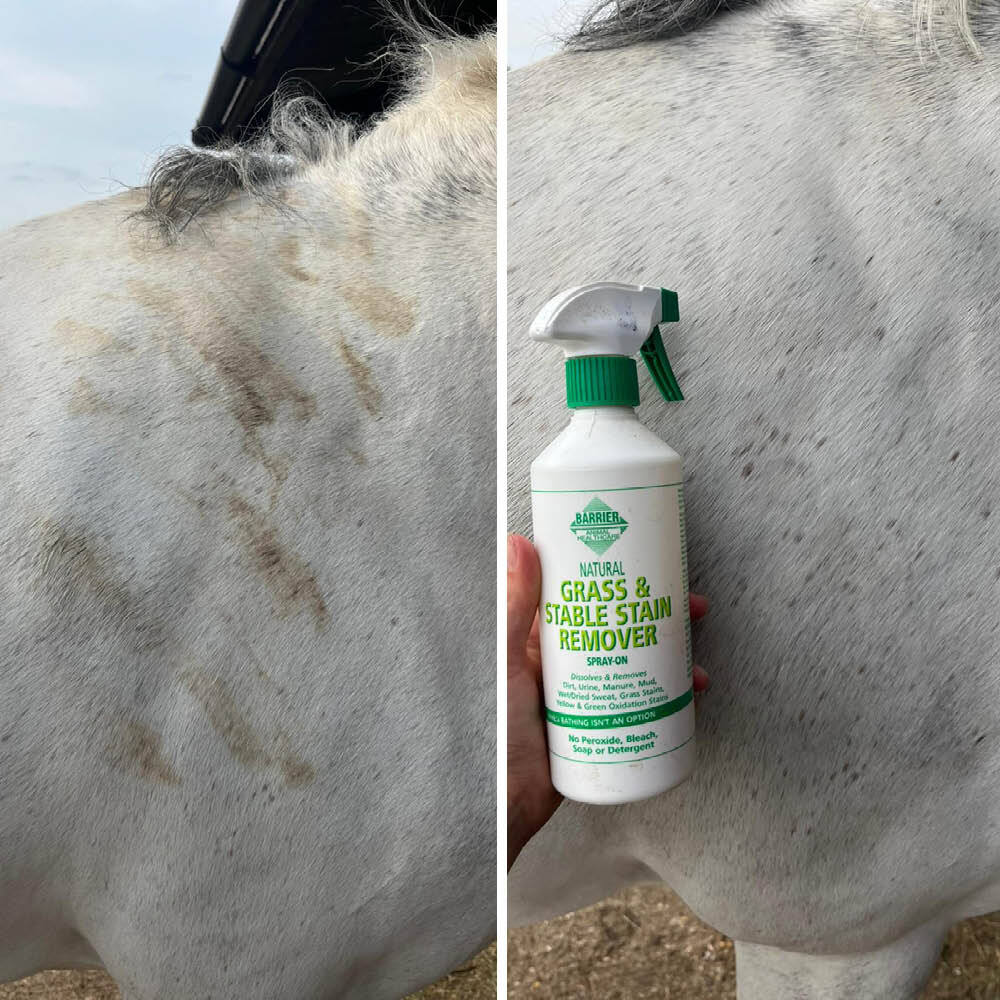 White horse before and after using Barrier Stain Remover Spray