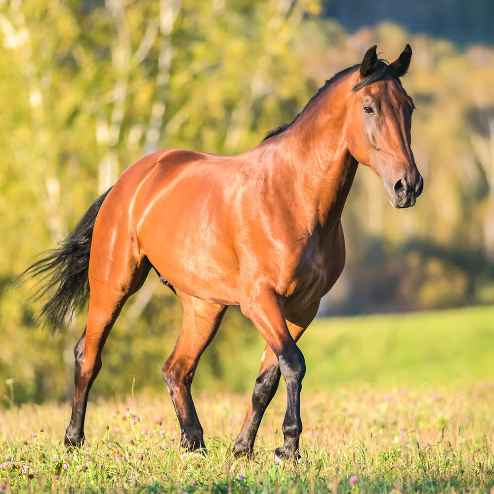 Bay horse in field Bay horse in field
