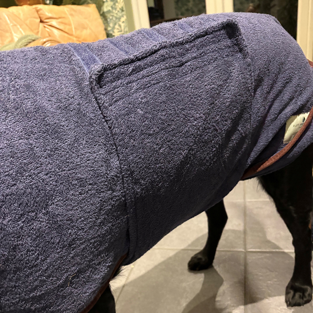 Wide belly strap on navy Ruff & Tumble dog drying coat worn by black labrador