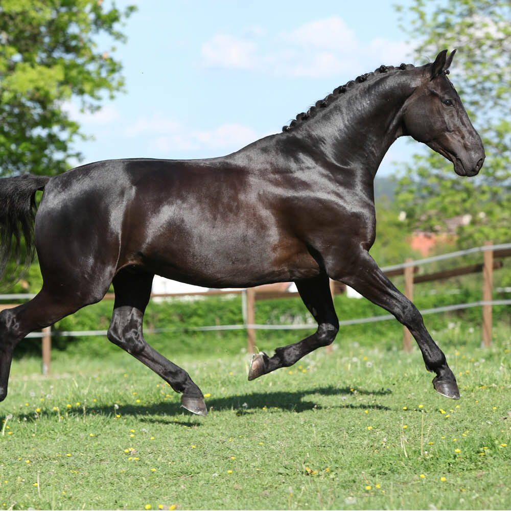 Black horse running in field Black horse running in field
