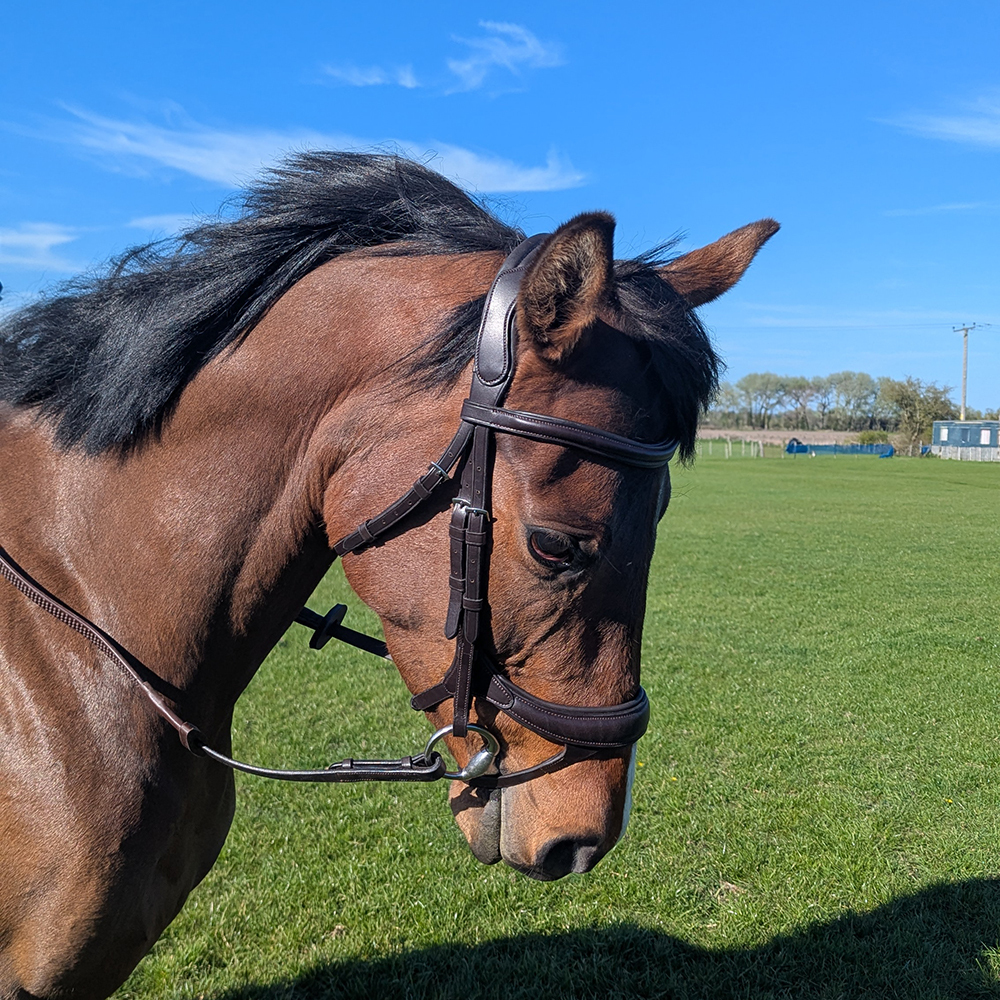 Brown Collegiate ComfiTec Vogue Anatomical Bridle with ergonomic headpiece on an OTT Thoroughbred.
