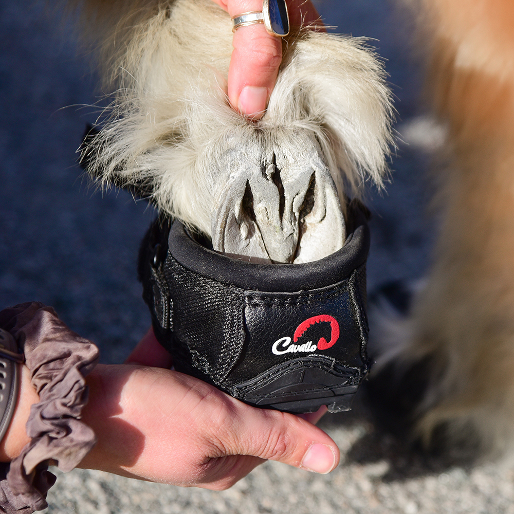 Cavallo CLB Hoof Boots on being put on a mini pony Cavallo CLB Hoof Boots on being put on a mini pony