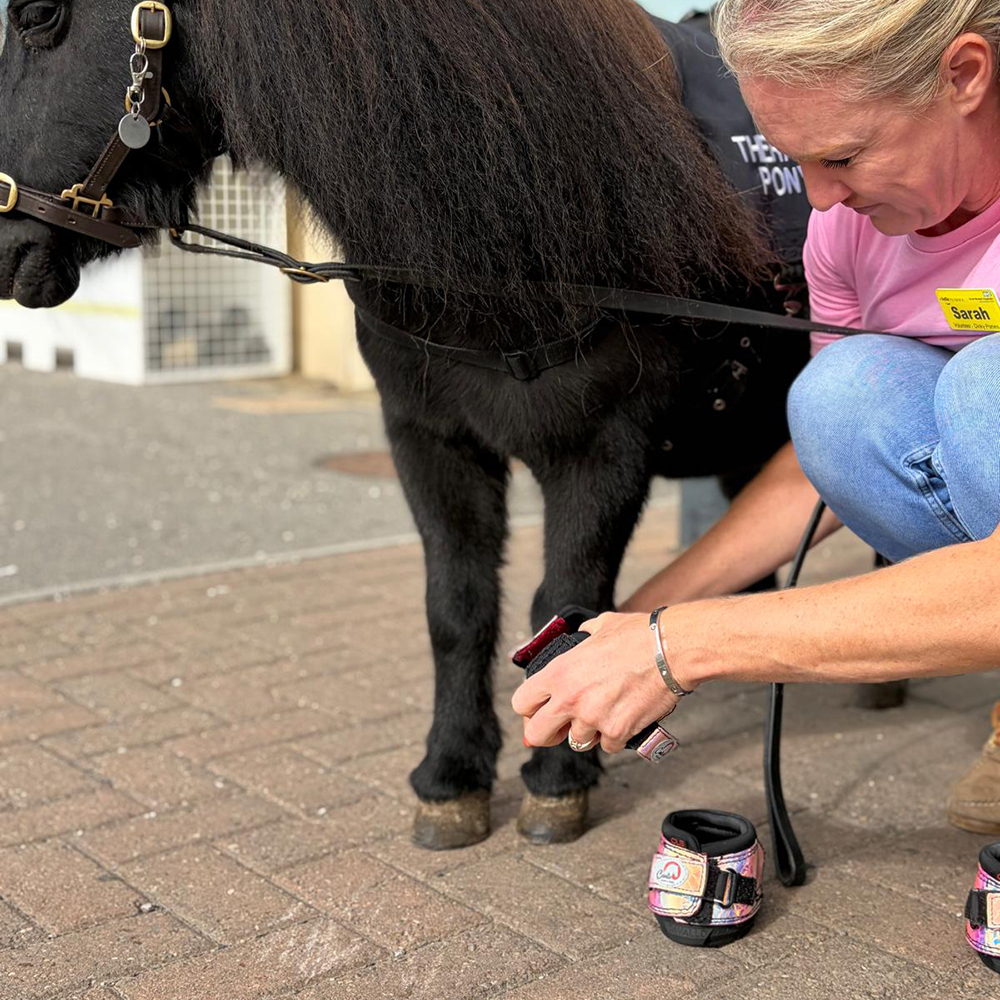 Putting a Cavallo Hoof Boot on a small pony Putting a Cavallo Hoof Boot on a small pony