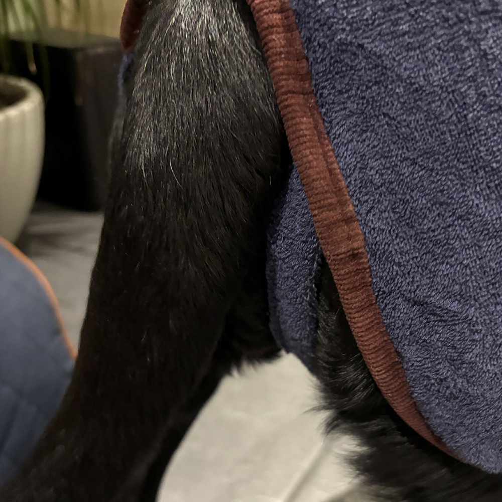 Close up of leg straps on Ruff & Tumble Dog Drying Coat worn by black labrador