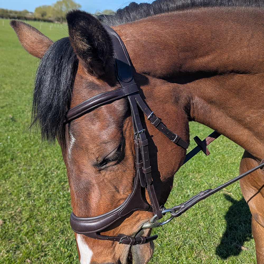 Close-up of the anatomical noseband and padded poll design on the Collegiate ComfiTec Vogue Bridle.