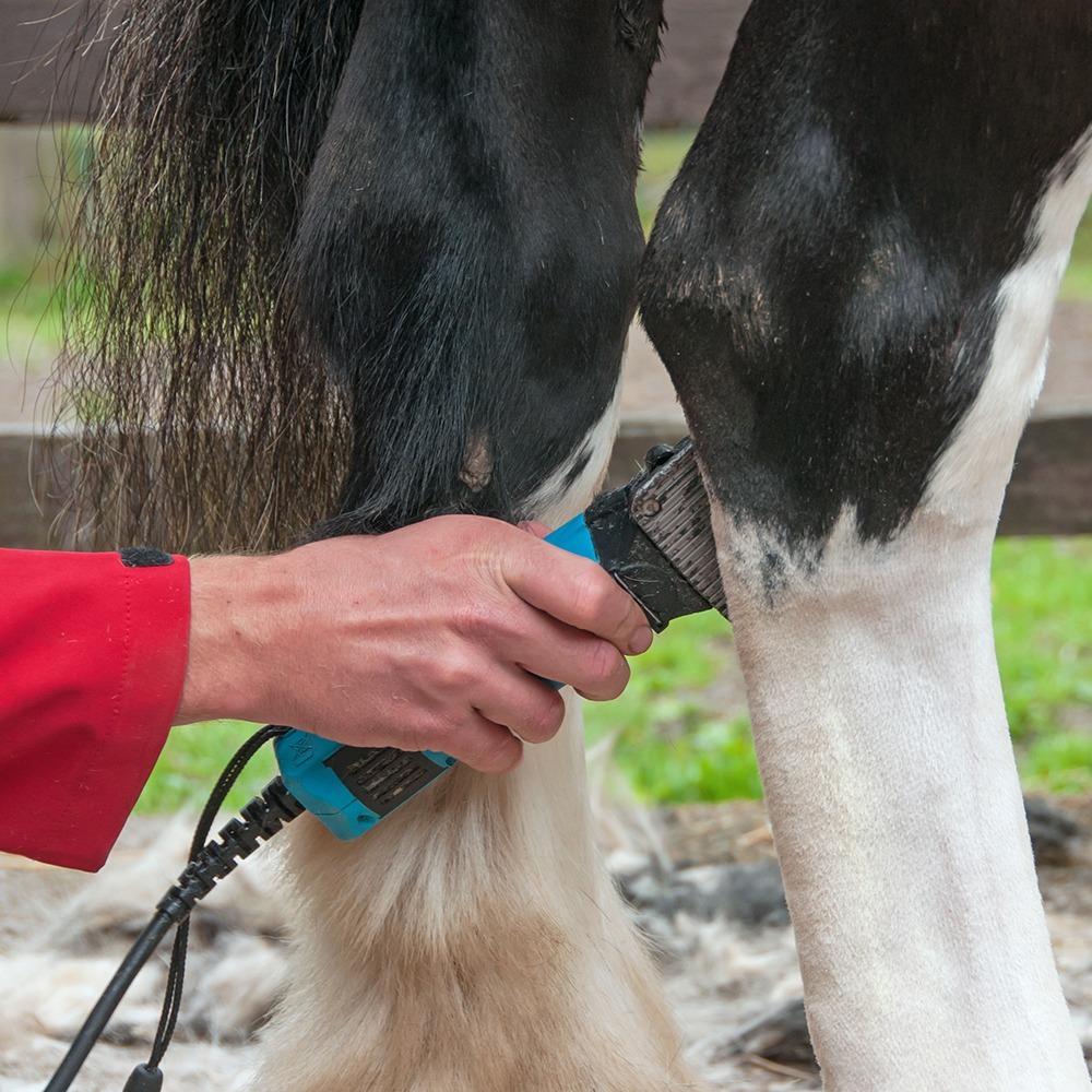 Feathered cob leg clipped vs unclipped comparison