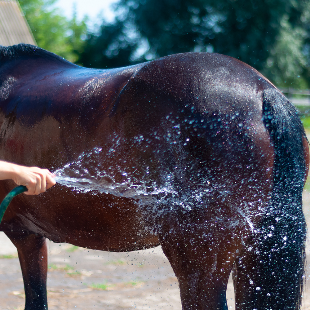 Cold hosing a horse in heatwave