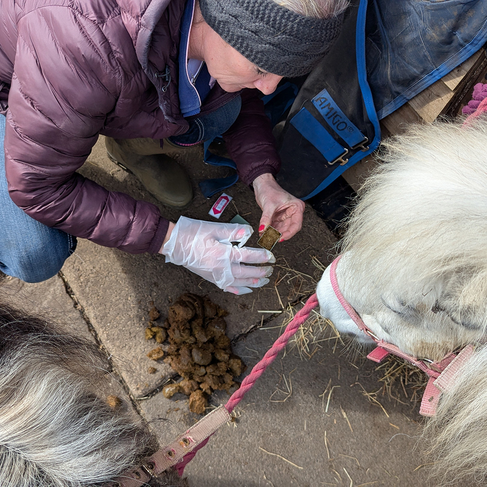 Collecting fresh horse dung for worm egg count test