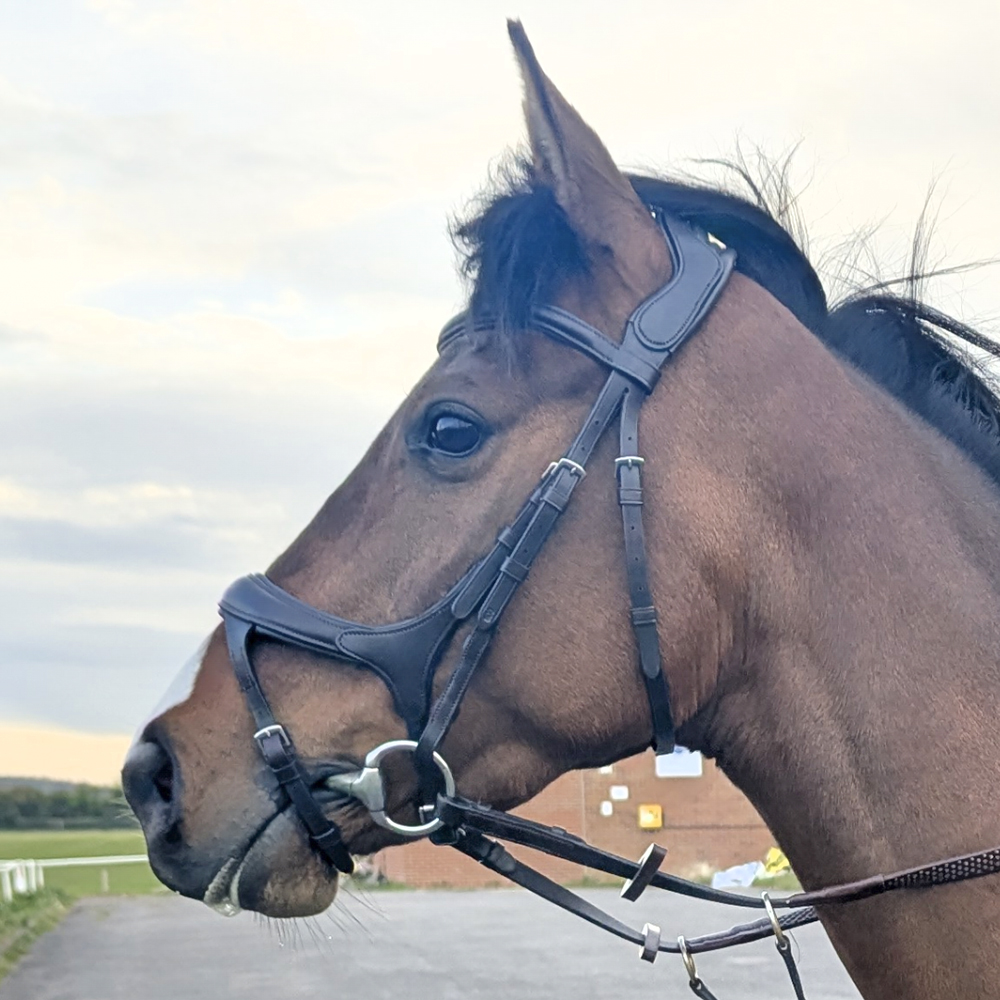 Collegiate anatomical flash bridle fitted to a four-year-old Thoroughbred during schooling.