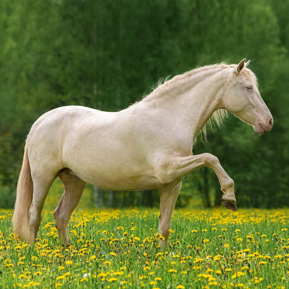 Cremello horse in field with yellow flowers Cremello horse in field with yellow flowers