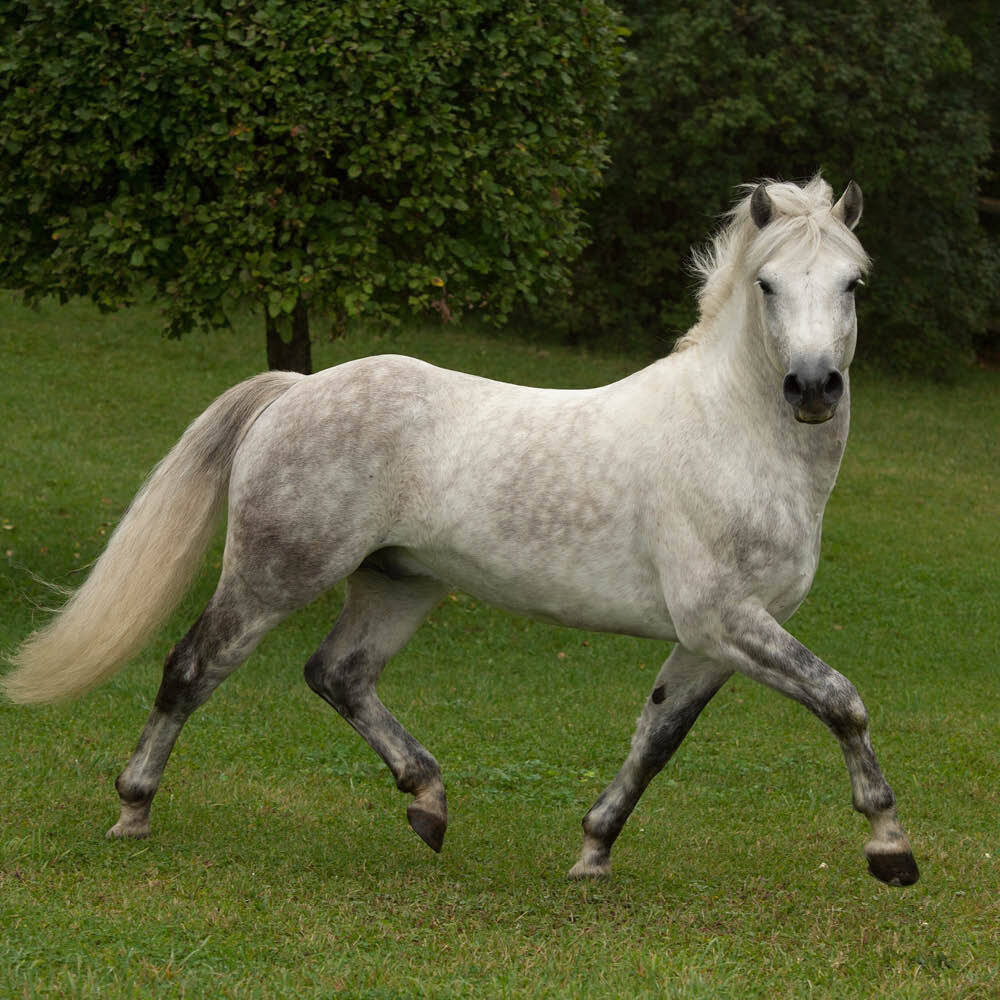 Dapple grey horse in field Dapple grey horse in field