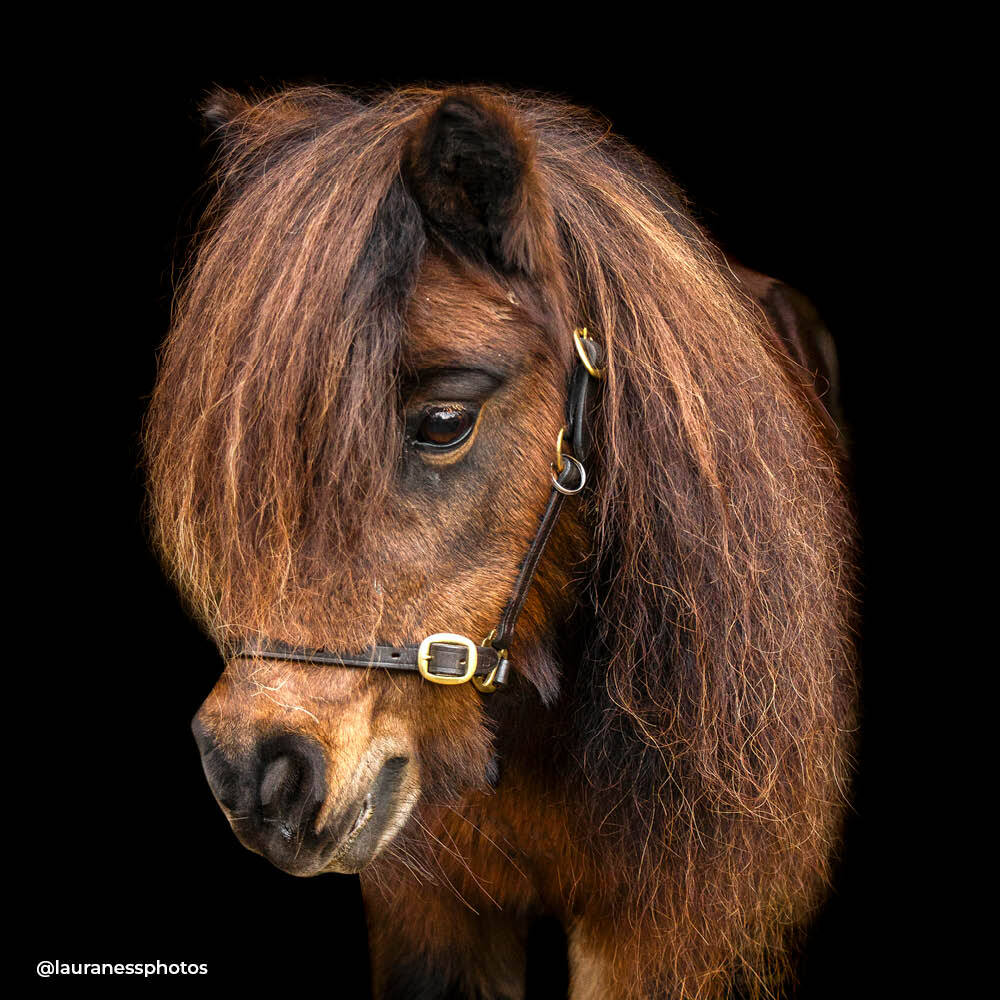 Dinky Ponies Miniature Therapy Pony Abbey
