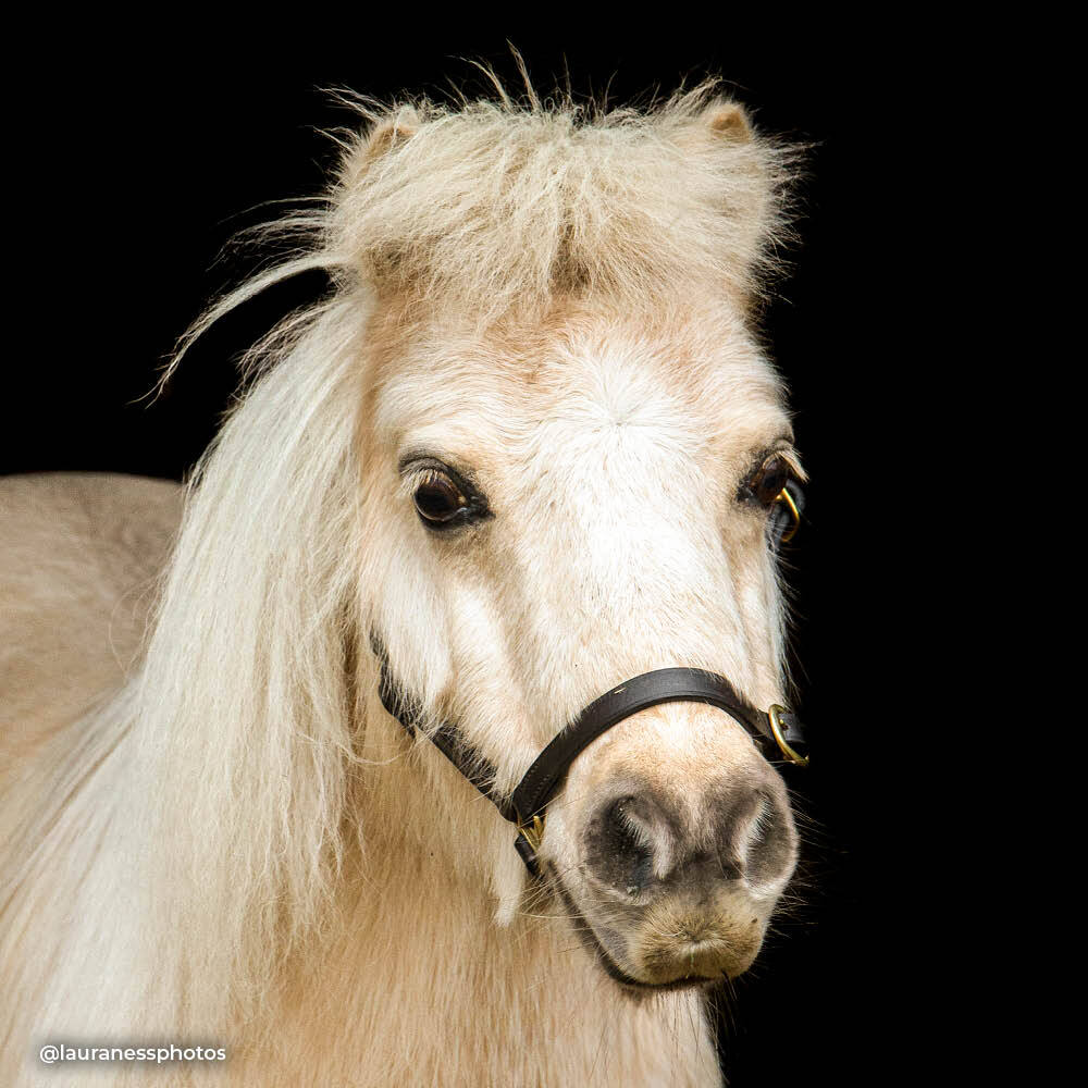 Dinky Ponies Miniature Therapy Pony Charm