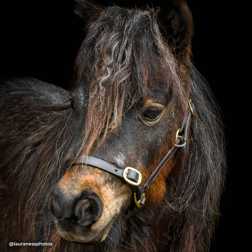 Dinky Ponies Miniature Therapy Pony Georgie