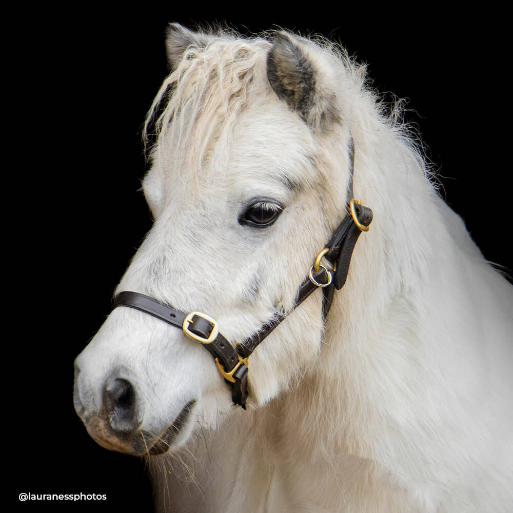Dinky Ponies Miniature Therapy Pony Gracie