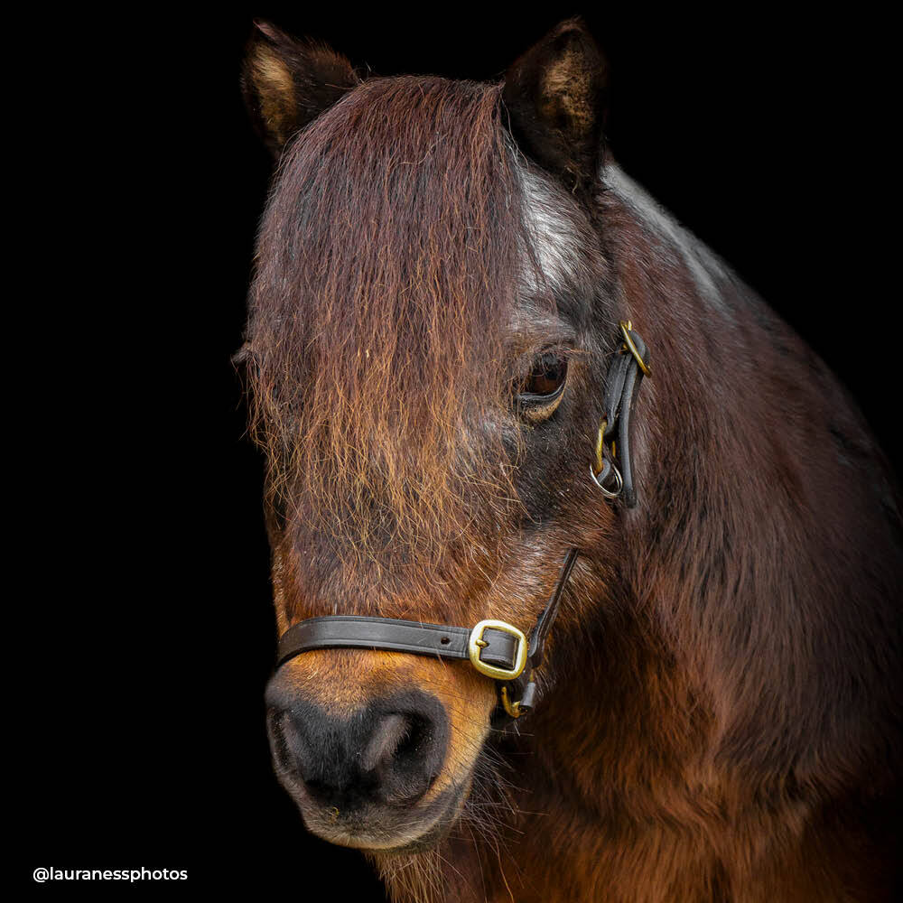 Dinky Ponies Miniature Therapy Pony Tinks