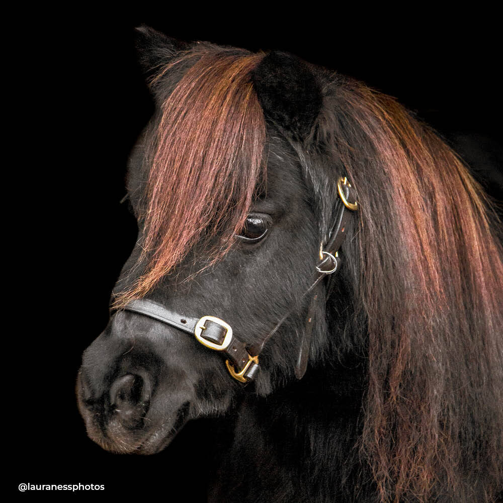 Dinky Ponies Miniature Therapy Pony Evie