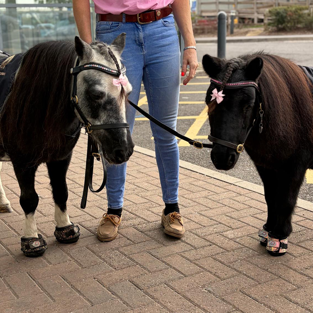 Two miniature ponies wearing Cavallo Hoof Boots on a hospital visit Two miniature ponies wearing Cavallo Hoof Boots on a hospital visit