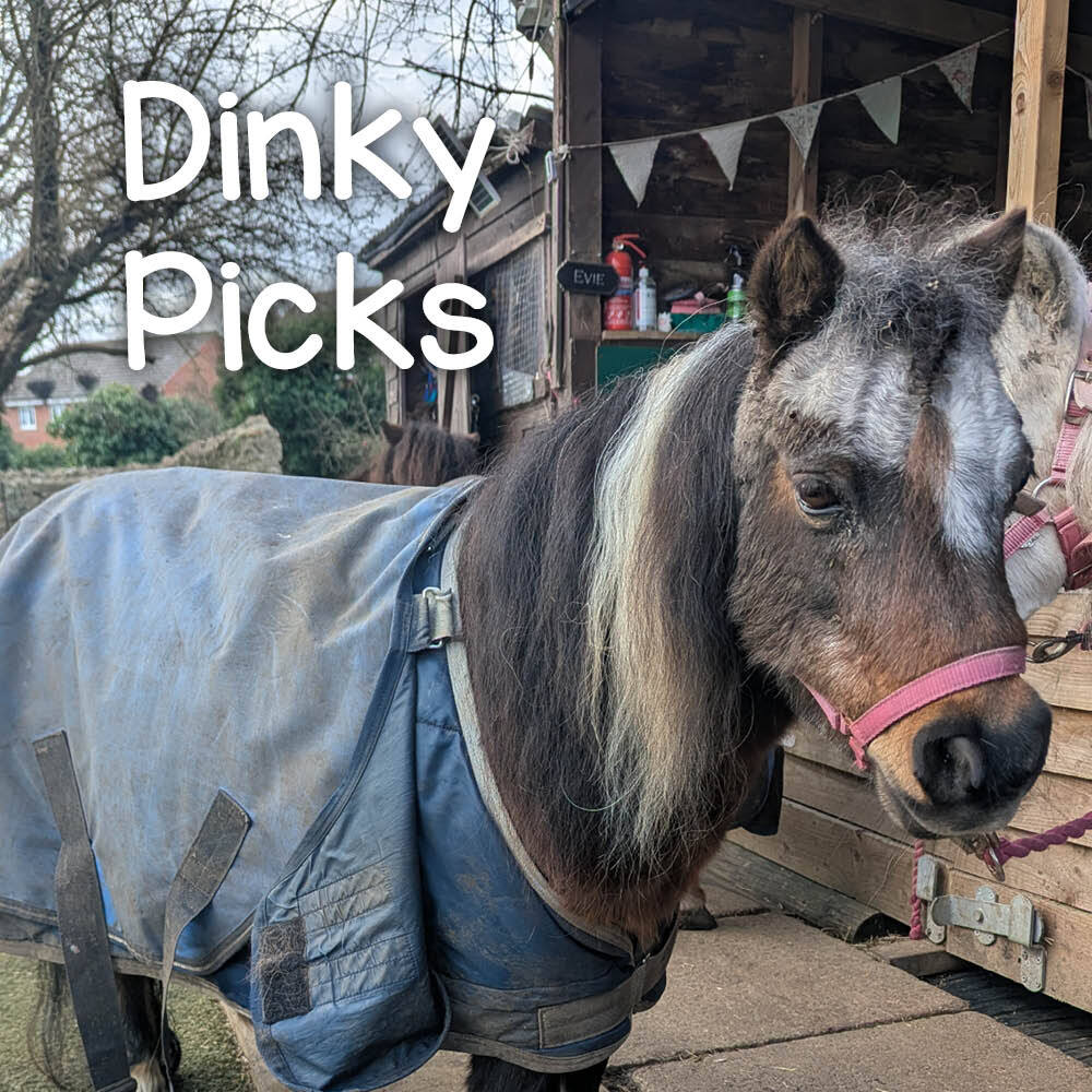 Dinky Pony wearing Horseware Ireland Rug Liner System