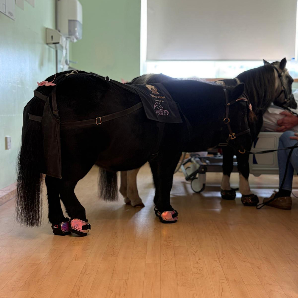 Therapy pony wearing Cavallo Hoof Boots on a hospital visit Therapy pony wearing Cavallo Hoof Boots on a hospital visit