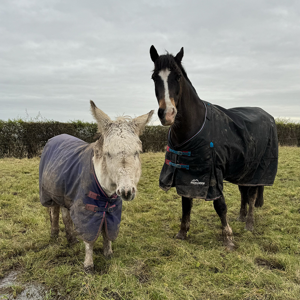 Donkey and horse wearing Shires Horse Rugs