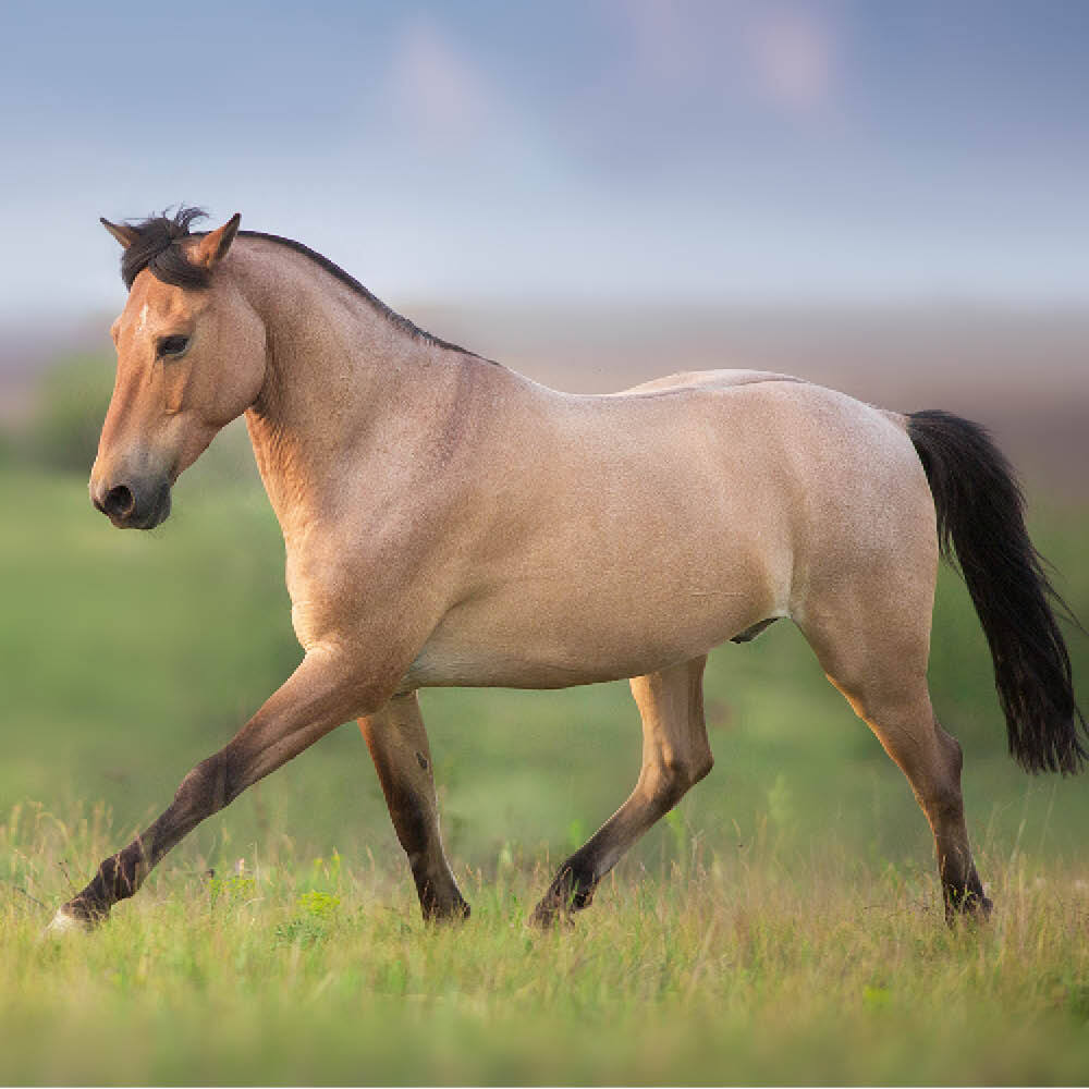 Dun horse in field Dun horse in field