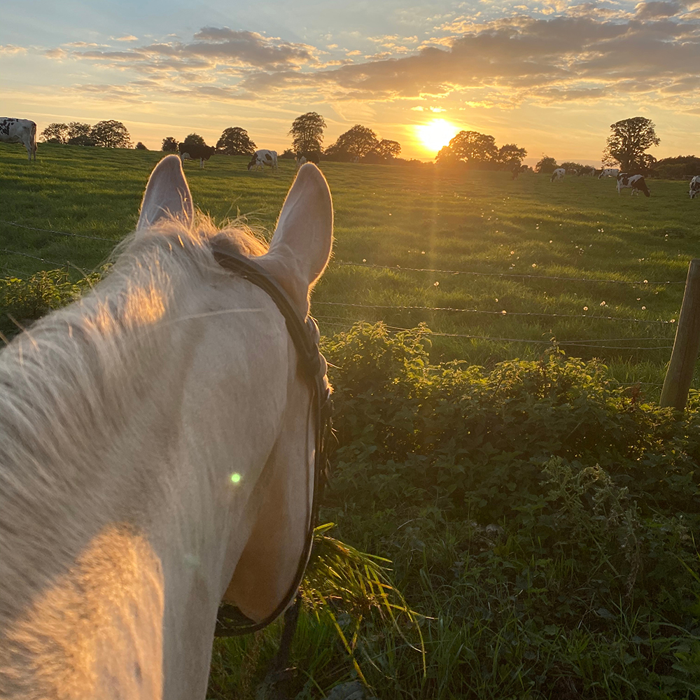 Early morning horse ride during heatwave