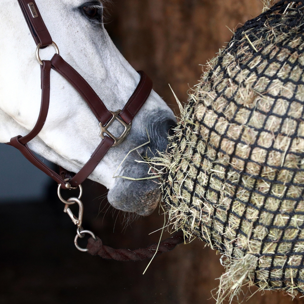 White horse in stable eating from 