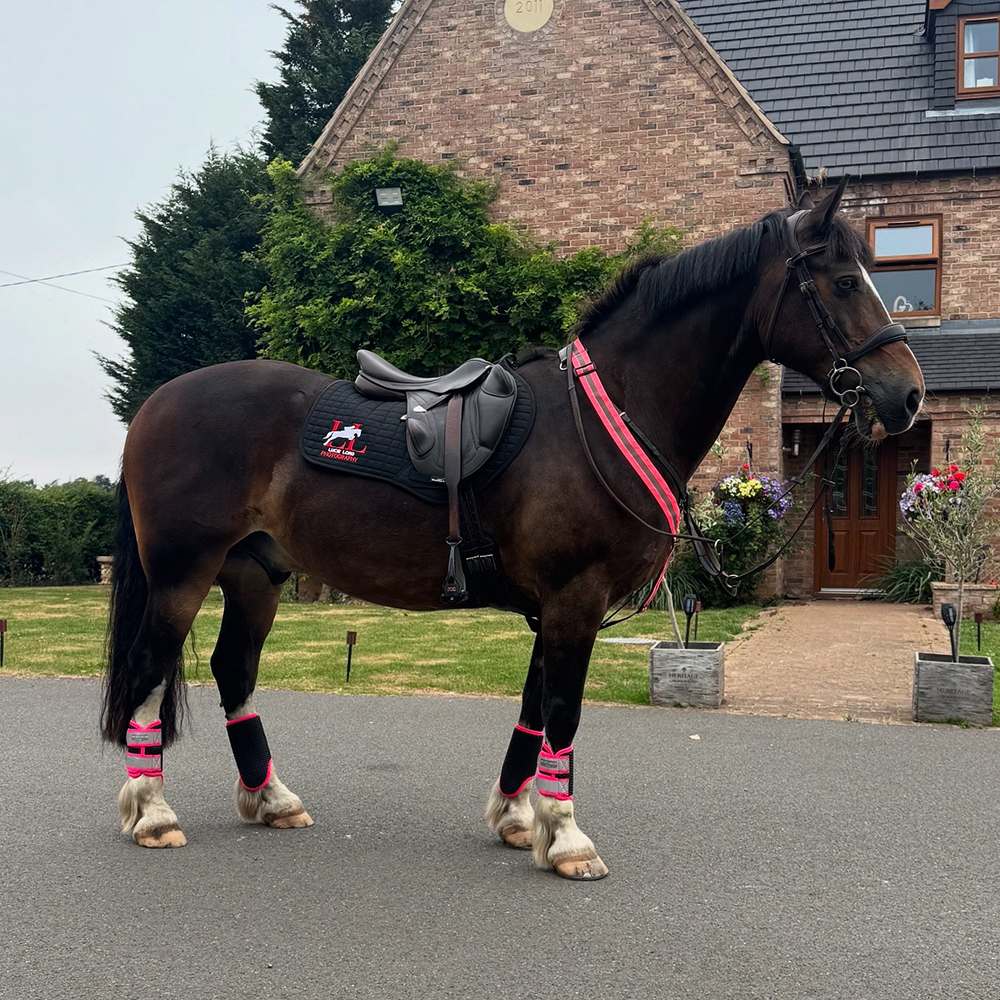 Horse wearing pink hi-vis accessories and set of Equilibrium tri-zone brushing boots