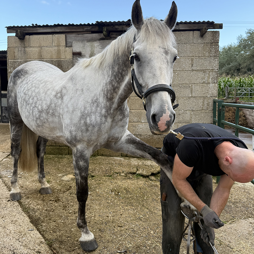 Farrier Sam Dracott Trimming a Horse's Hooves to Keep Them Healthy