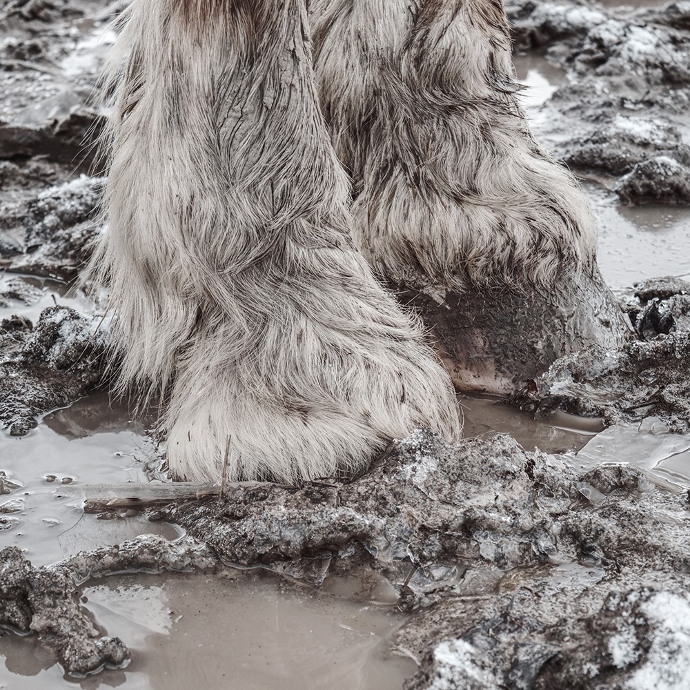 Feathered cob legs standing in muddy field