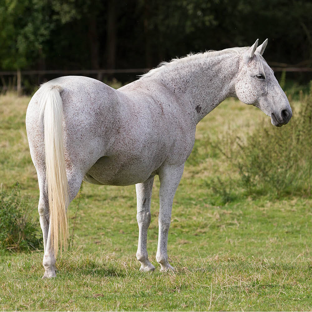 Fleabitten grey horse in field Fleabitten grey horse in field