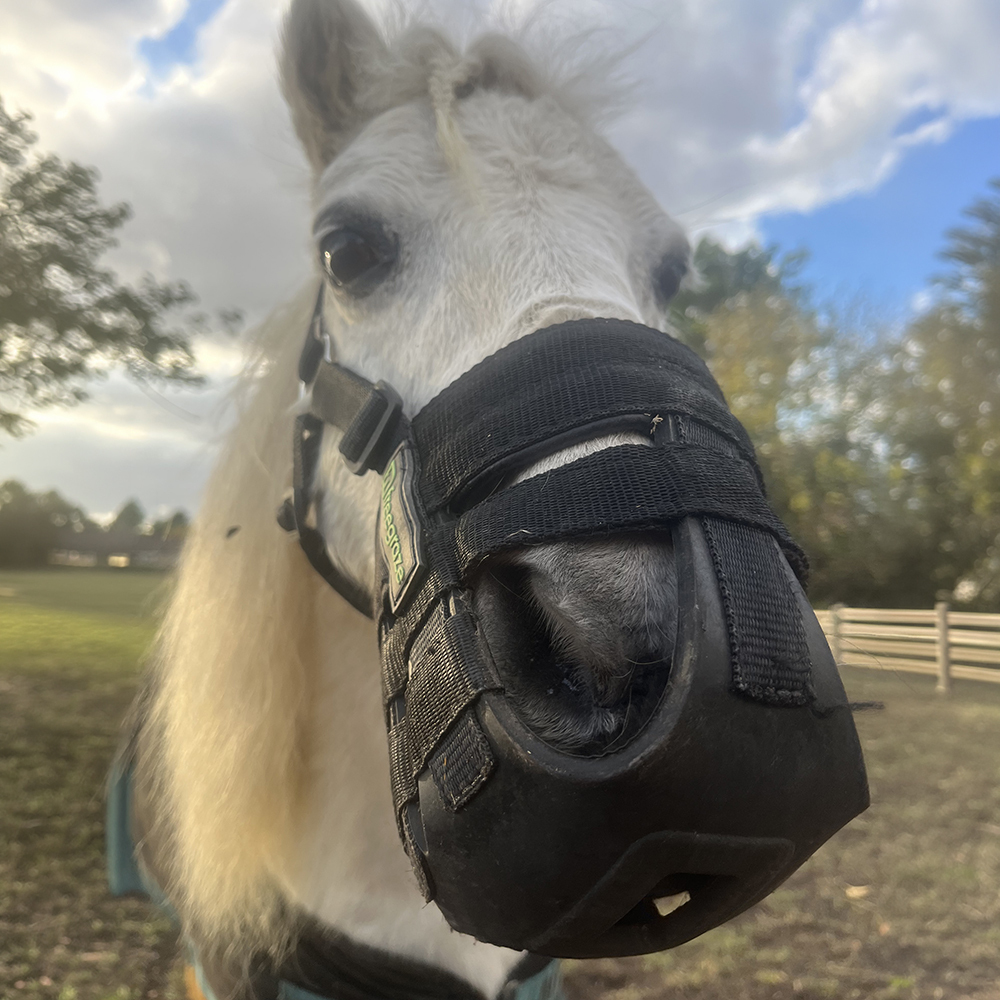 Close-up of a grey pony wearing a black FreeGraze AirFlow grazing muzzle, showing the nostril opening