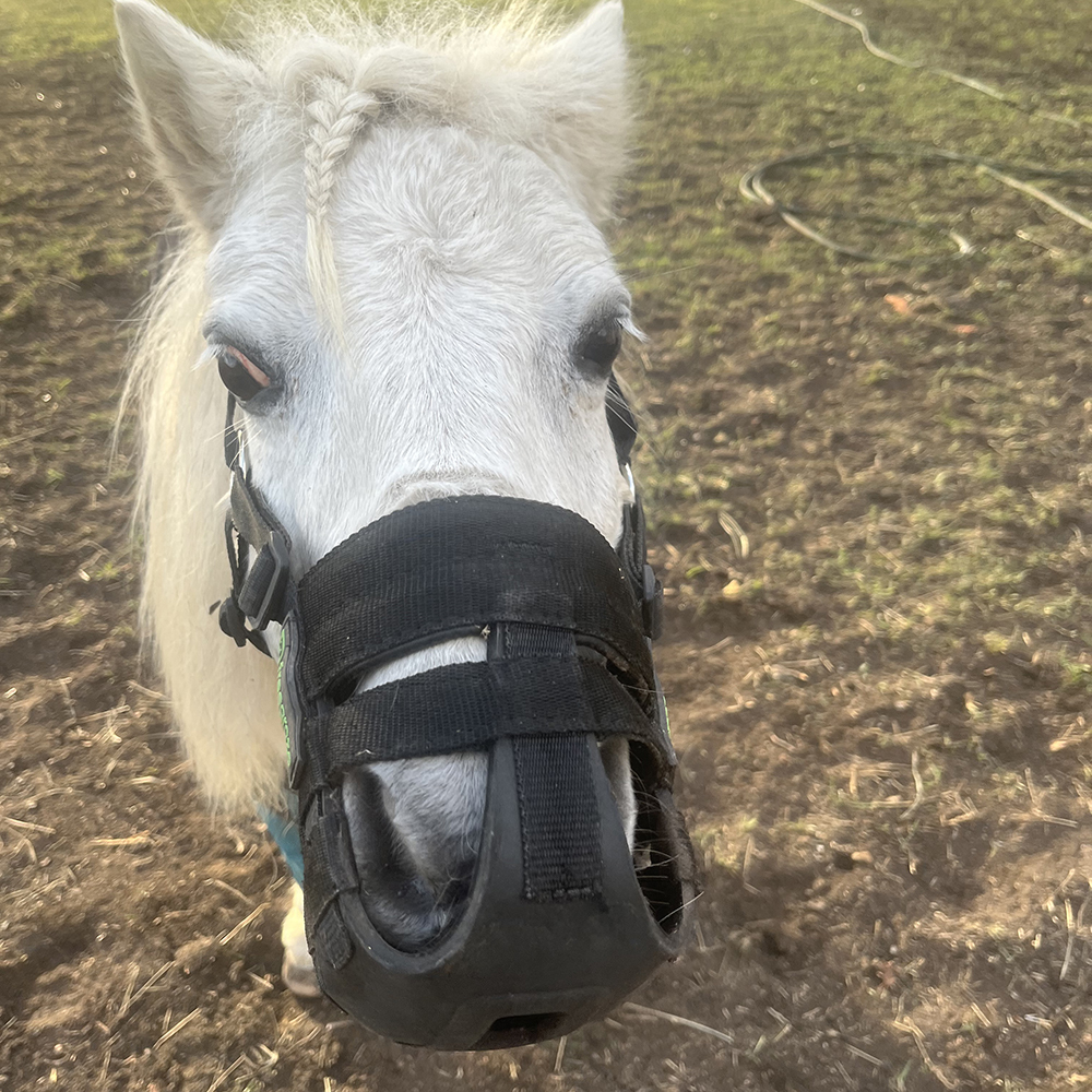 Front view of a grey pony wearing a FreeGraze AirFlow grazing muzzle, showing the noseband and open nostril areas