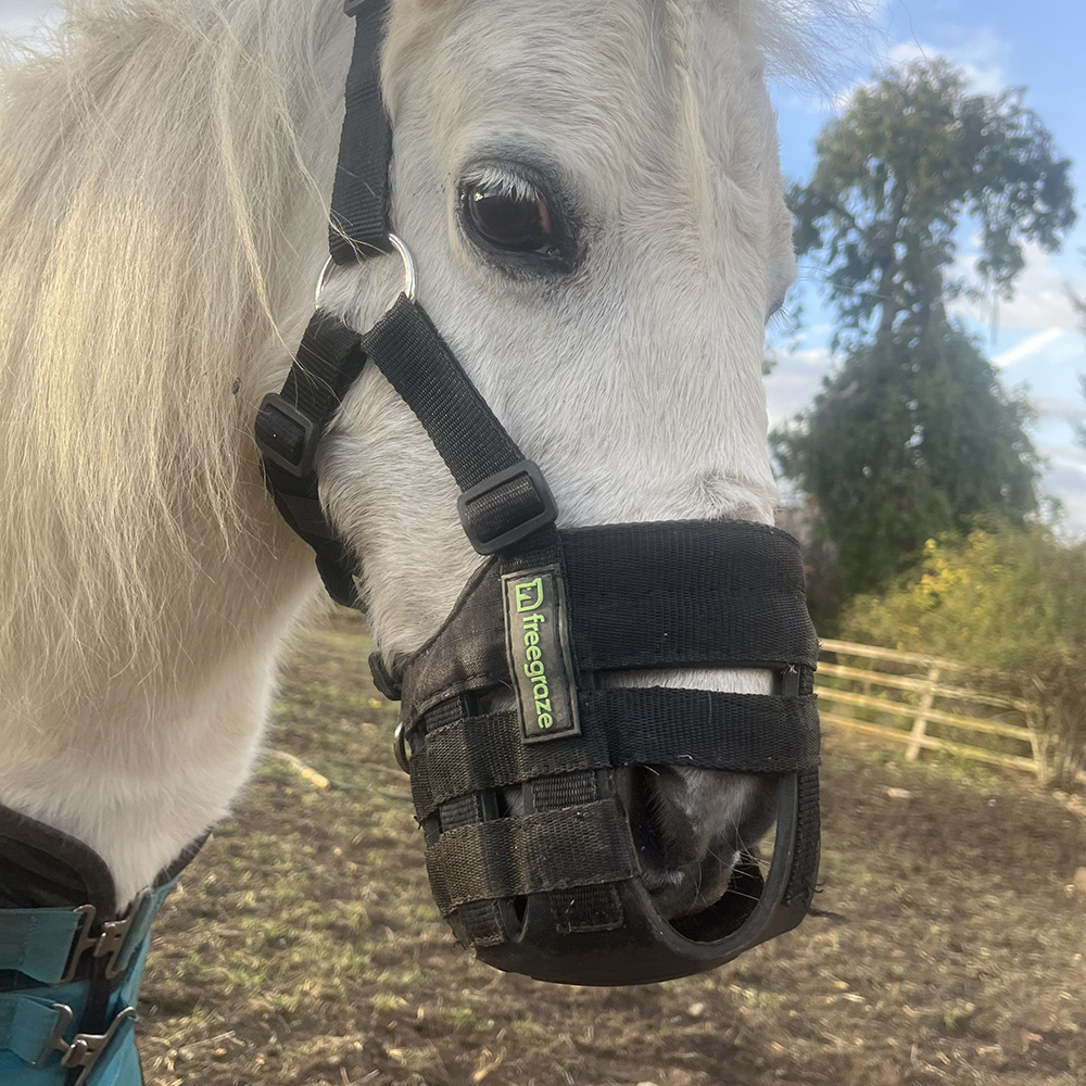Side view of a grey pony wearing a FreeGraze AirFlow grazing muzzle, showing the adjustable cheek strap and fastenings