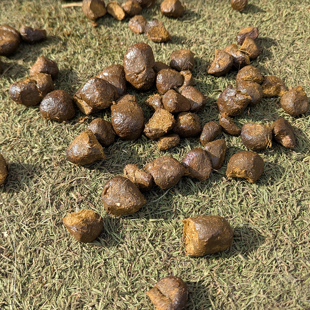 Fresh pony dung for worm egg count test