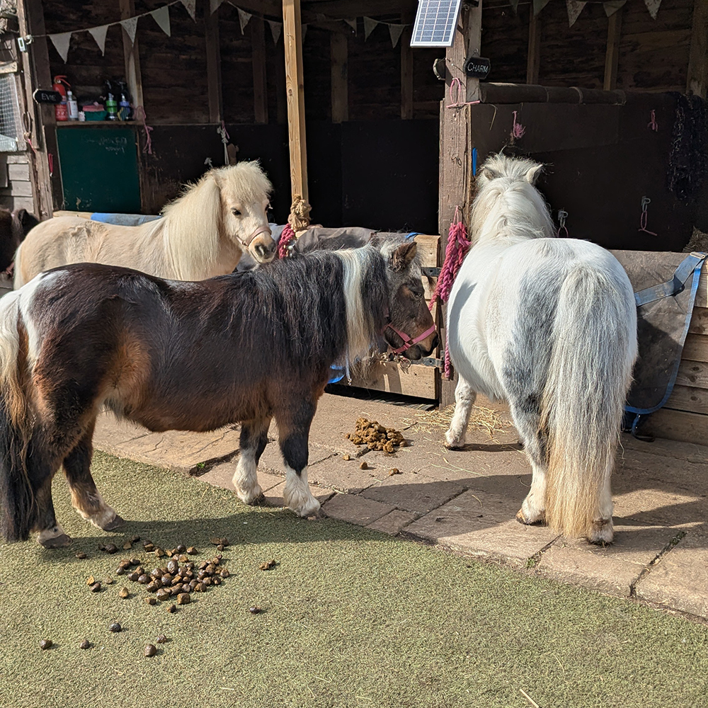 Three ponies ready for worm egg count test