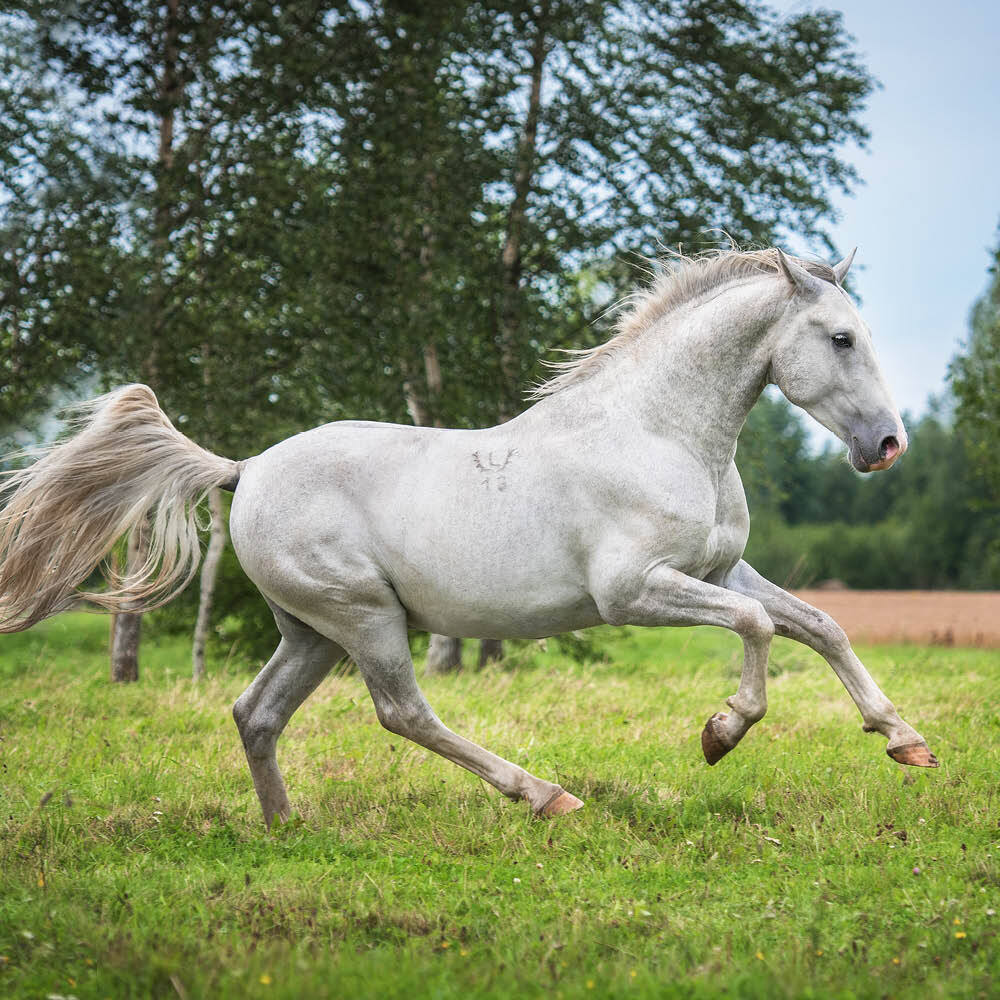 Grey horse running in field Grey horse running in field