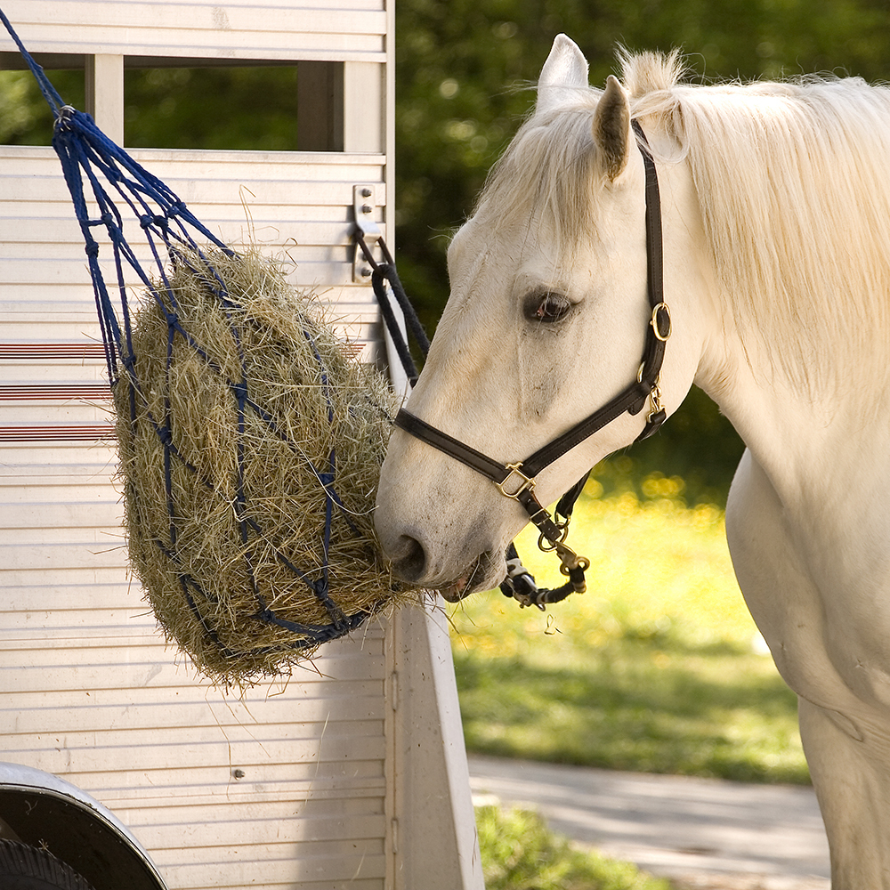 Grey horse stood eating hay from a net